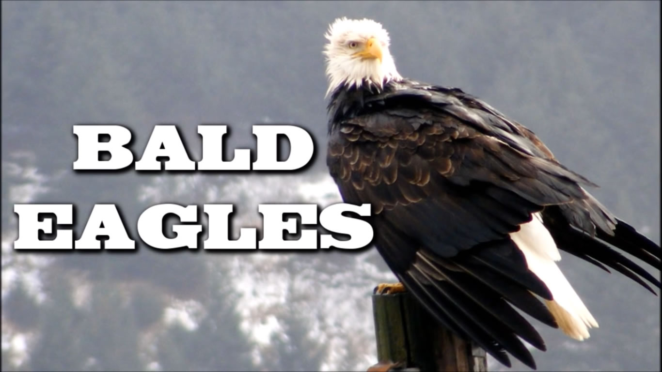 All About Bald Eagles for Kids- Animal Videos for Children - FreeSchool