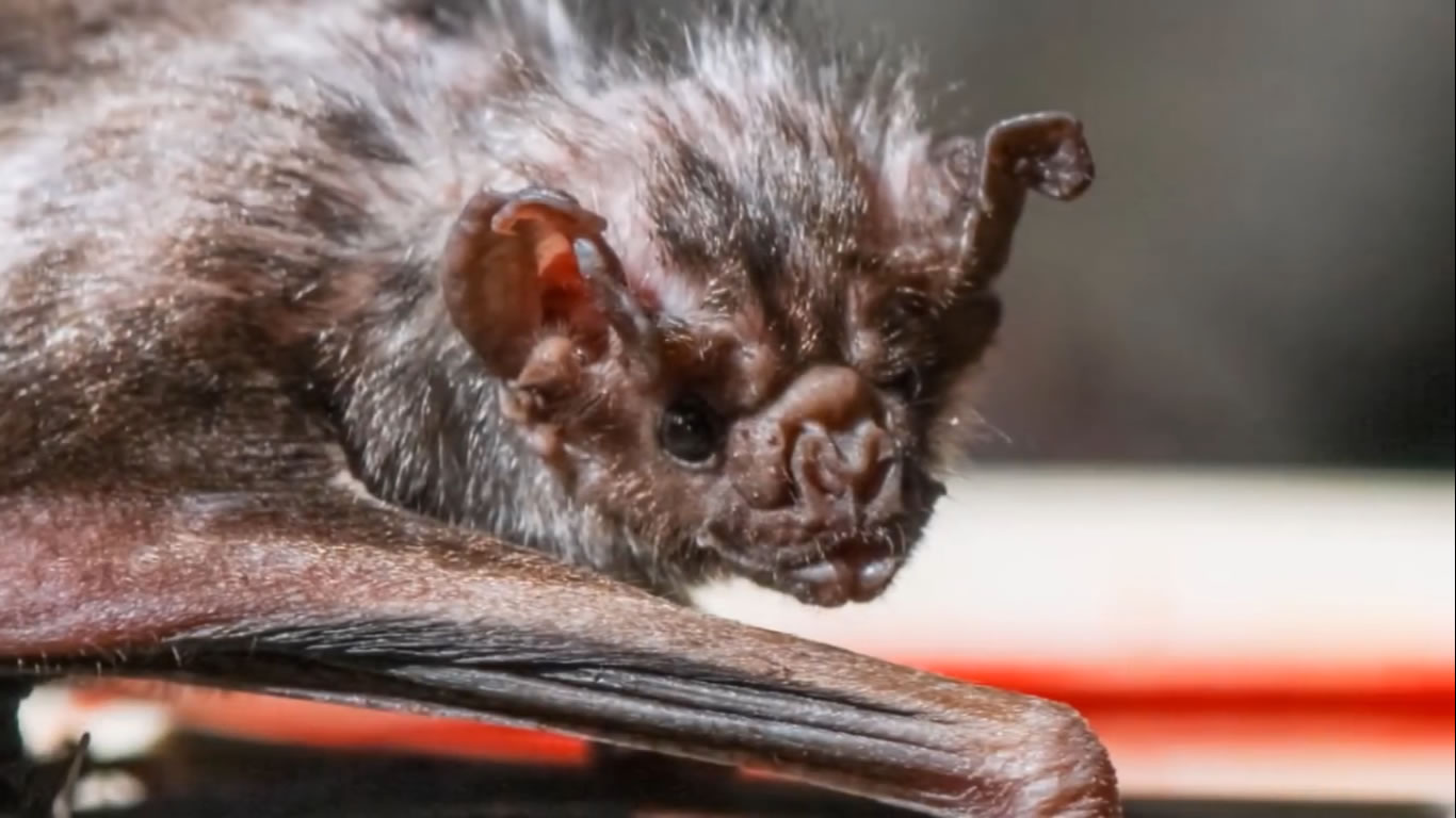 All About Bats for Kids- Animal Videos for Children - FreeSchool