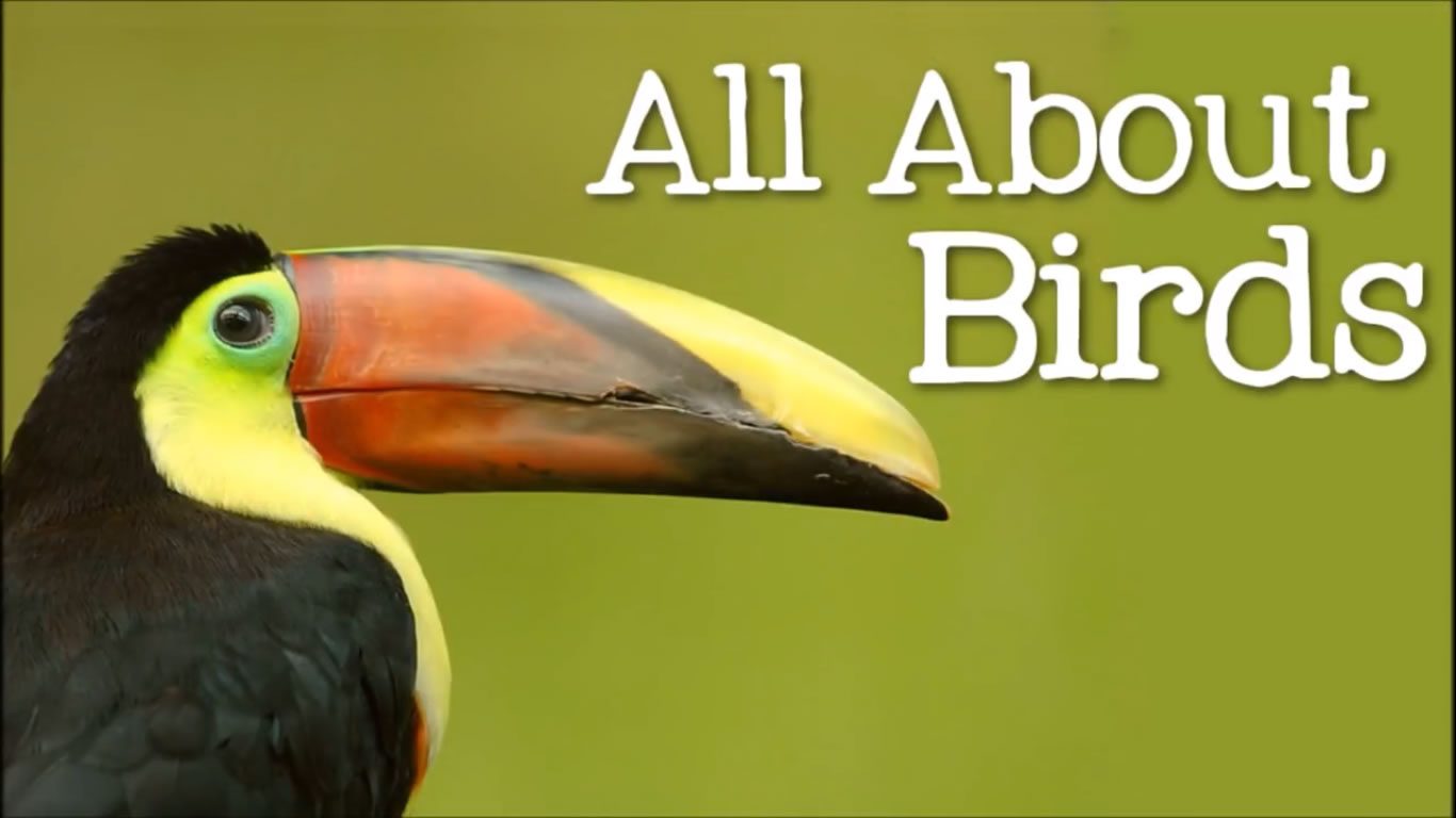 All About Birds for Children- Animal Learning for Kids - FreeSchool