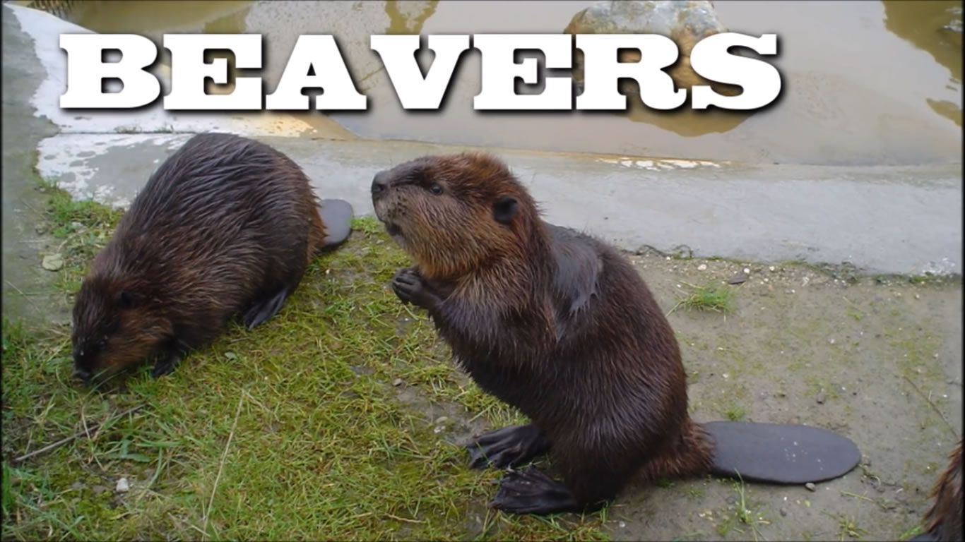 All About Beavers for Children- Animal Videos for Kids - FreeSchool - British English Pronunciation Test  176