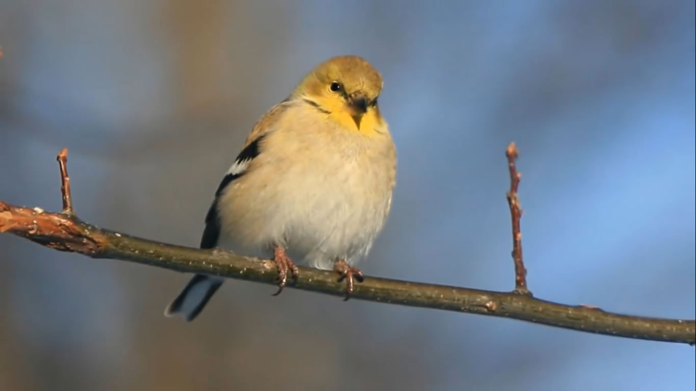 All About Goldfinches- Backyard Bird Series - FreeSchool - British English Pronunciation Test  181