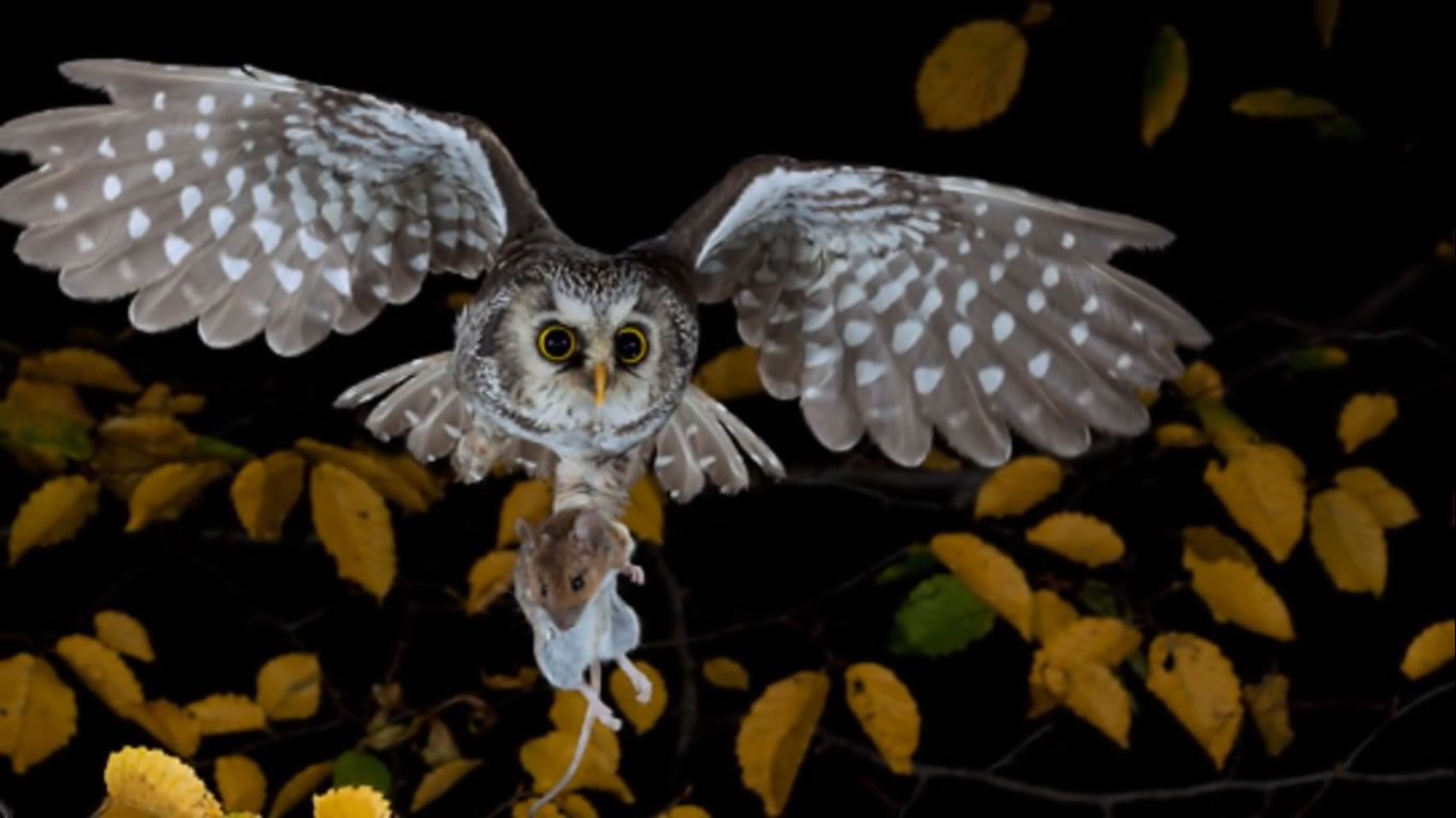 All About Owls for Kids- Backyard Bird Series - FreeSchool - British English Pronunciation Test  186