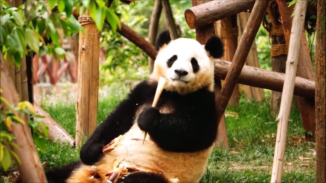 All About Pandas for Kids - FreeSchool - British English Pronunciation Test  187