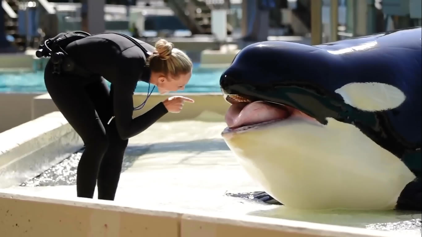A likely Friendship Between Corky the Orca and Trainer Lindy - SeaWorld© - British English Pronunciation Test  457