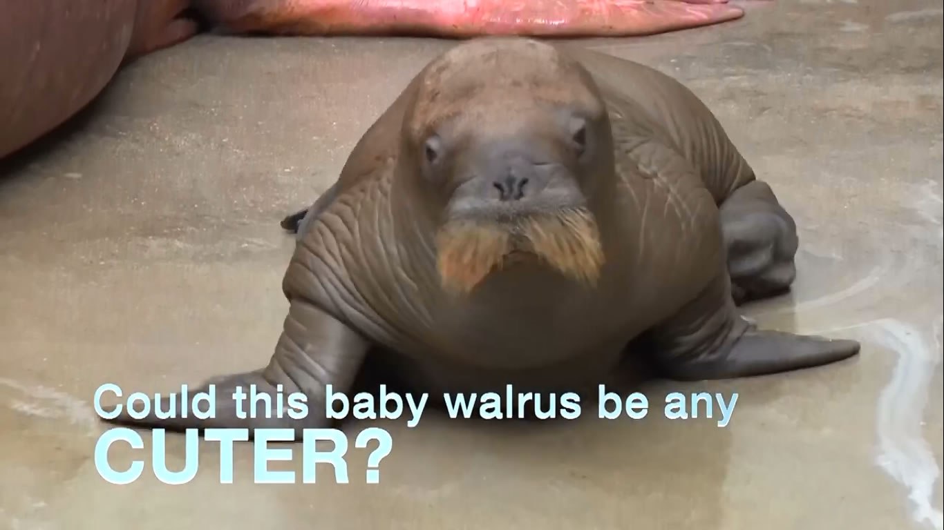 SeaWorld Orlando's Welcomes Baby Walrus - SeaWorld© - British English Pronunciation Test  463