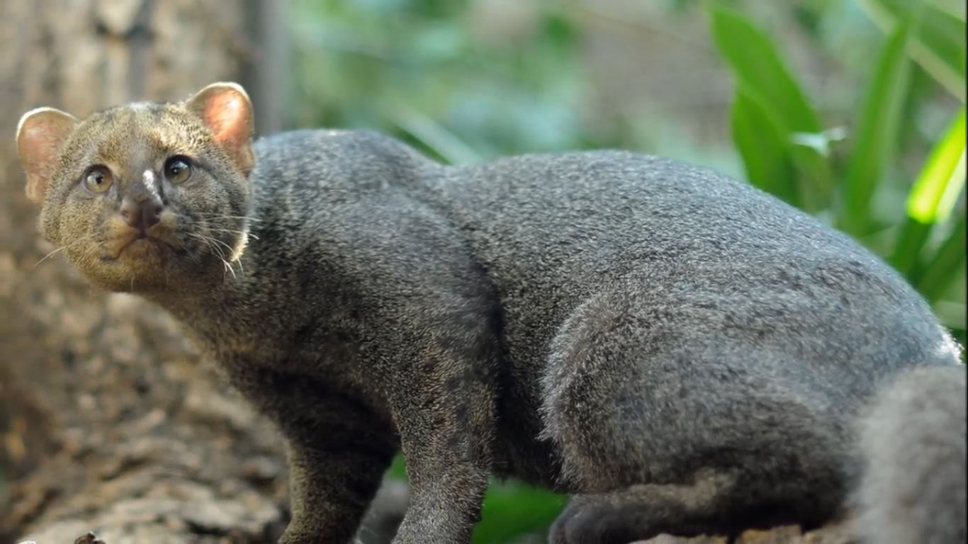 10 Rare Wild Cats You've Never Heard Of- Creature Countdown - FreeSchool - Listen and Write Test 172
