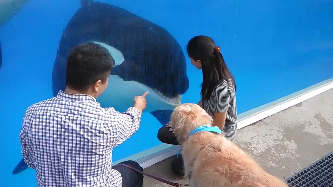 Kobe The Therapy Dog Meets Dolphins and Whales At SeaWorld San Diego - SeaWorld© - Listen and Write Test 461