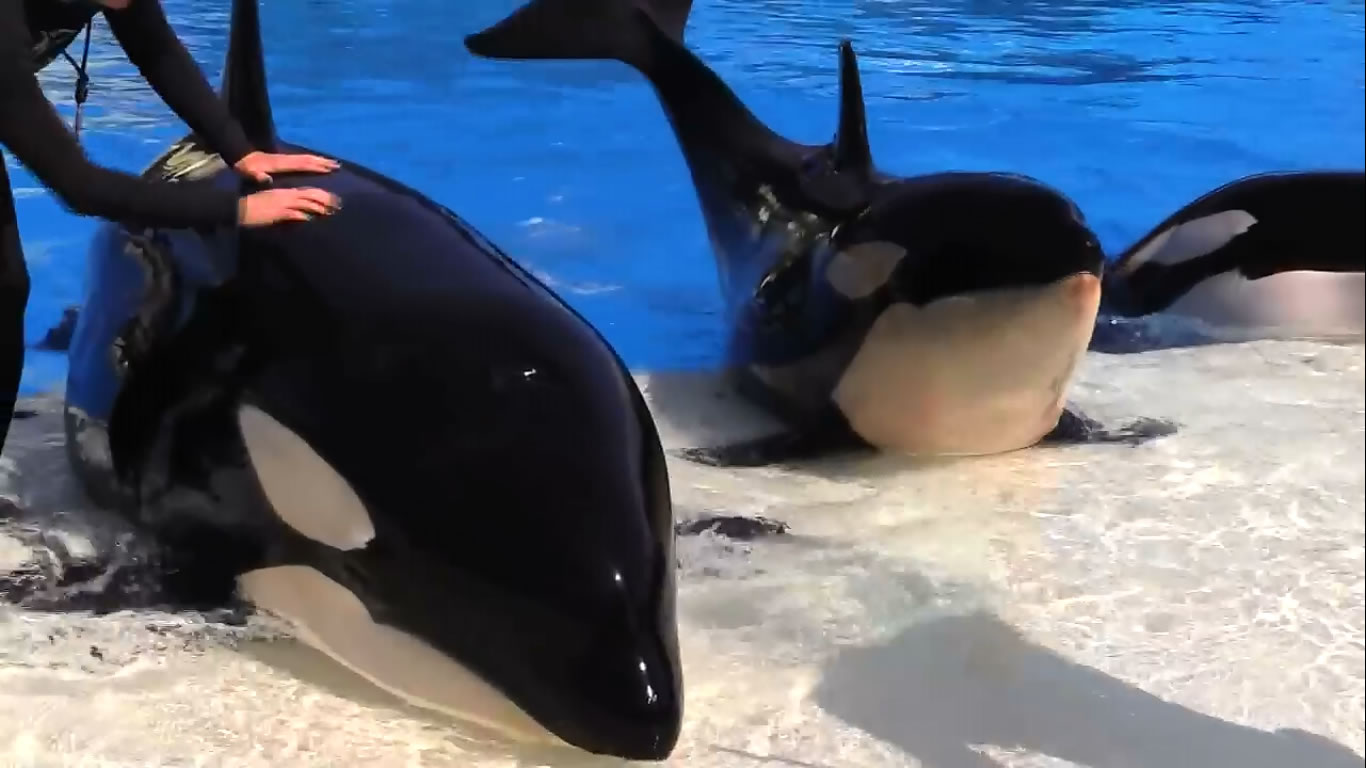 These so-called killer whale experts have it all wrong (again) - SeaWorld© - Listen and Write Test 468